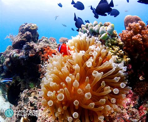 best snorkeling in cebu|7 Most Spectacular Diving Spots in Cebu Philippines.